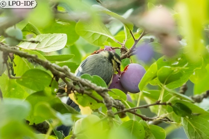 Mésange bleue