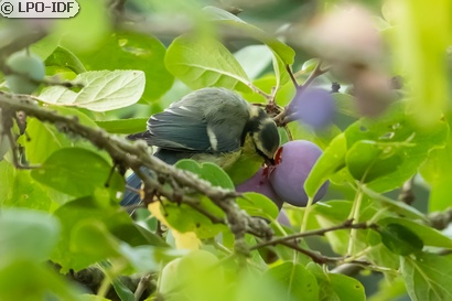 Mésange bleue