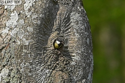 Mésange charbonnière