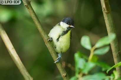 Mésange charbonnière