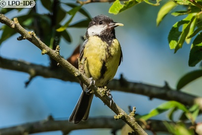 Mésange charbonnière