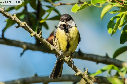 Mésange charbonnière