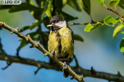 Mésange charbonnière