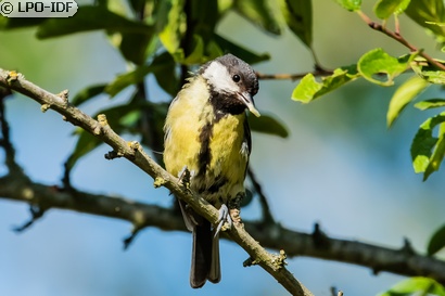 Mésange charbonnière