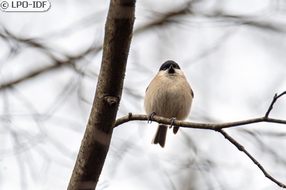 Mésange nonnette