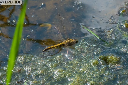 Orthétrum réticulé