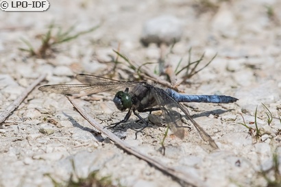 Orthétrum réticulé