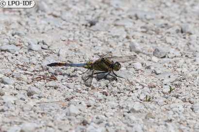 Orthétrum réticulé