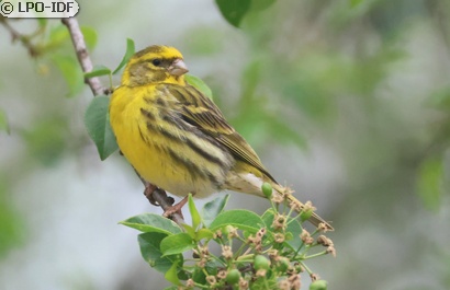 Serin cini