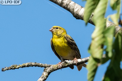 Serin cini