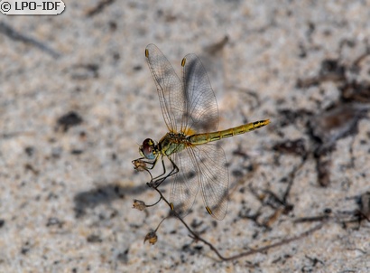 Sympétrum de Fonscolombe