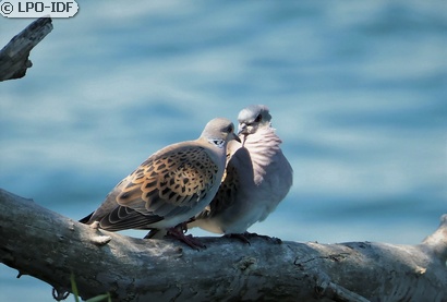 Tourterelle des bois