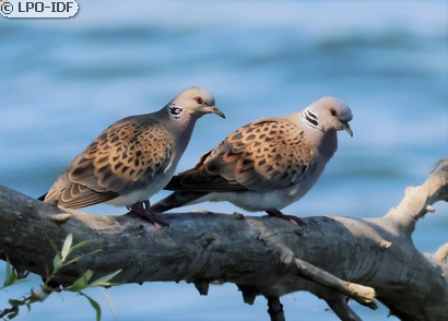 Tourterelle des bois