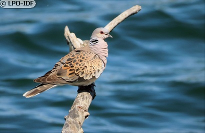 Tourterelle des bois