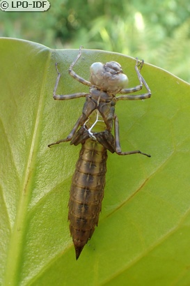 Aeschne bleue