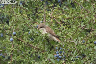 Pie-grièche écorcheur