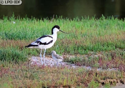 Avocette élégante