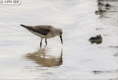 Bécasseau cocorli