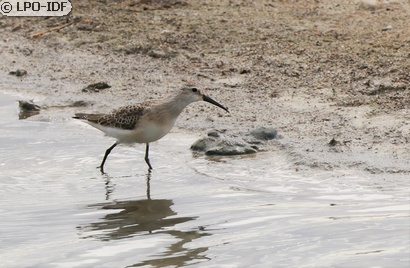 Bécasseau cocorli