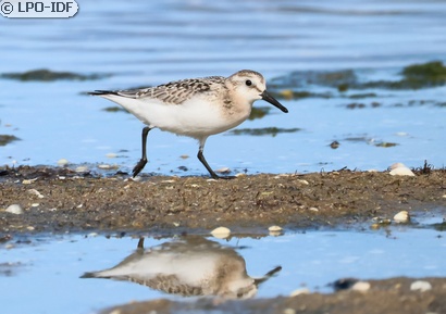 Bécasseau sanderling