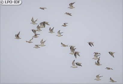 Bécasseau sanderling