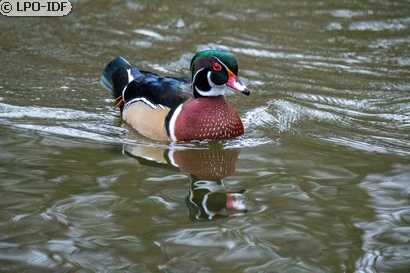 Canard carolin