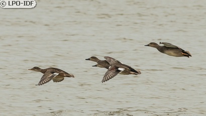 Canard chipeau