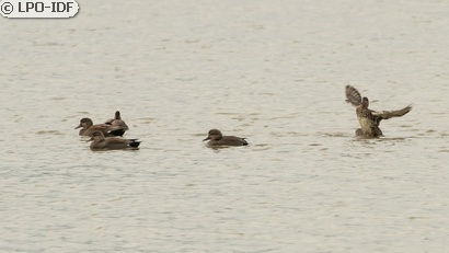 Canard chipeau
