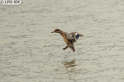 Canard chipeau