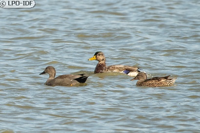 Canard chipeau