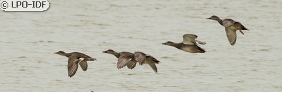 Canard chipeau