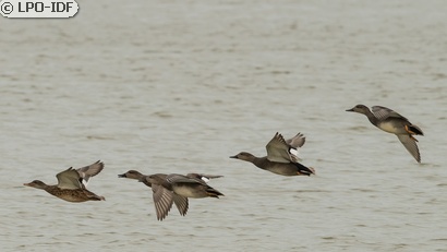 Canard chipeau