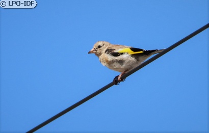 Chardonneret élégant