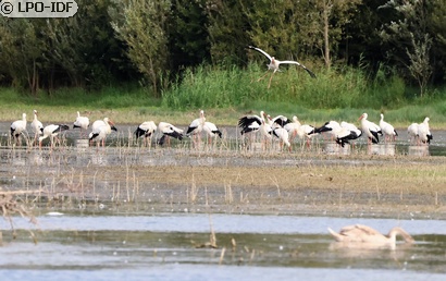 Cigogne blanche