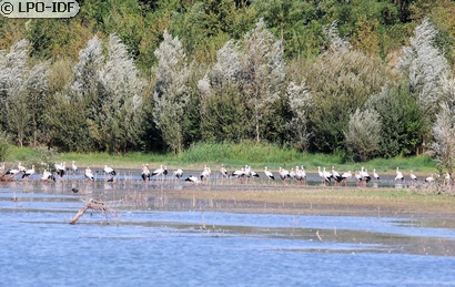 Cigogne blanche