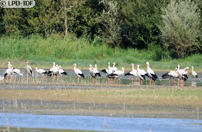 Cigogne blanche