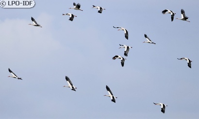 Cigogne blanche