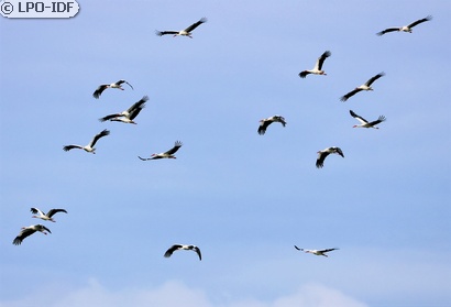 Cigogne blanche
