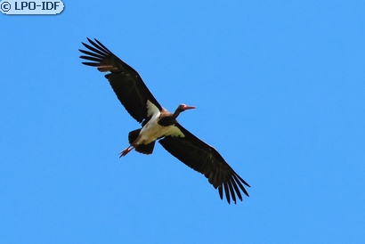 Cigogne noire