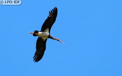 Cigogne noire