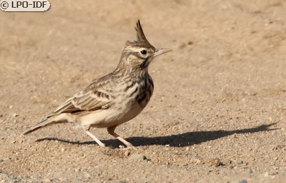 Cochevis huppé