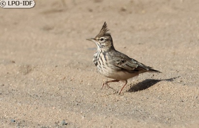 Cochevis huppé