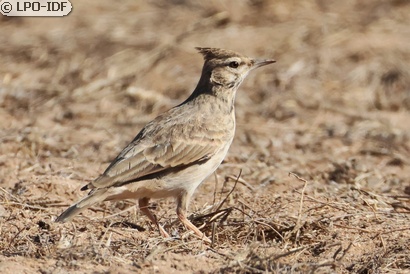 Cochevis huppé