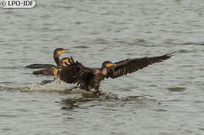 Grand Cormoran