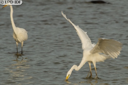 Grande Aigrette