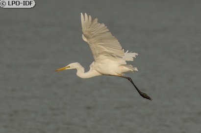 Grande Aigrette