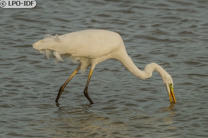 Grande Aigrette
