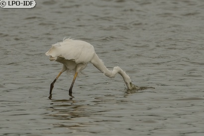 Grande Aigrette