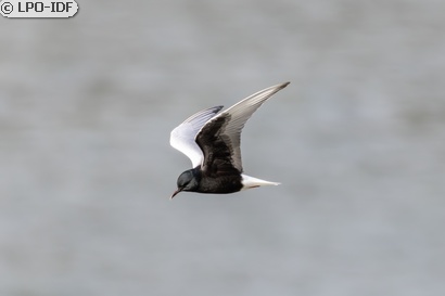 Guifette leucoptère