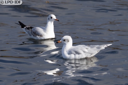 Mouette mélanocéphale